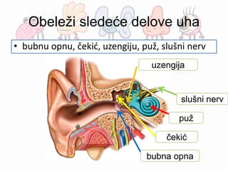 Obeleži sledeće delove uha
• bubnu opnu, čekić, uzengiju, puž, slušni nerv
bubna opna
čekić
uzengija
puž
slušni nerv
 