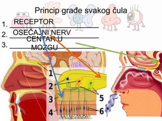 Princip građe svakog čula
1.
2.
3.
RECEPTOR
OSEĆAJNI NERV
CENTAR U
MOZGU
 