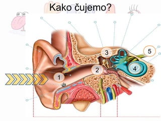 Kako čujemo?
1
2
3
4
5
 