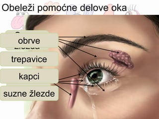 Obeleži pomoćne delove oka
KapciObrve
Trepavice
Suzna
žlezda
Suzni
kanal
obrve
trepavice
kapci
suzne žlezde
 
