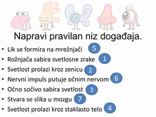 Napravi pravilan niz događaja.
• Lik se formira na mrežnjači
• Rožnjača sabira svetlosne zrake
• Svetlost prolazi kroz zenicu
• Nervni impuls putuje očnim nervom
• Očno sočivo sabira svetlost
• Stvara se slika u mozgu
• Svetlost prolazi kroz staklasto telo
5
1
2
6
3
7
4
 
