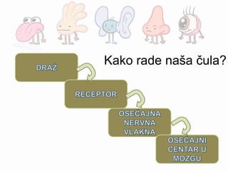 Kako rade naša čula?
 