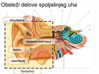 Spoljašnje
Obeleži delove spoljašnjeg uha
Ušna školjka
Spoljašnji slušni kanal
dlačice
Lojne žlezde
 