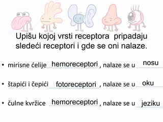 Upišu kojoj vrsti receptora pripadaju
sledeći receptori i gde se oni nalaze.
• mirisne ćelije , nalaze se u
• štapići i čepići , nalaze se u
• čulne kvržice , nalaze se u
hemoreceptori nosu
fotoreceptori oku
hemoreceptori jeziku
 