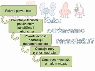 Pokreti glave i tela
Pokretanje tečnosti u
polukružnim
kanalićima i
mehurićima
Centar za ravnotežu
u malom mozgu
Osećajni nerv
prenosi nadražaj
Pokreti tečnosti
nadražuju
mehanoreceptore
 