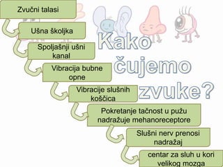 Zvučni talasi
Ušna školjka
Vibracije slušnih
koščica
Pokretanje tačnost u pužu
nadražuje mehanoreceptore
Slušni nerv prenosi
nadražaj
centar za sluh u kori
velikog mozga
Vibracija bubne
opne
Spoljašnji ušni
kanal
 