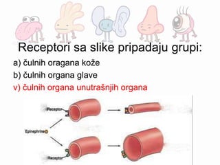 Receptori sa slike pripadaju grupi:
a) čulnih oragana kože
b) čulnih organa glave
v) čulnih organa unutrašnjih organa
a) čulnih oragana kože
b) čulnih organa glave
v) čulnih organa unutrašnjih organa
 