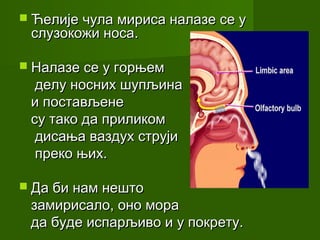  Ћелије чула мириса налазе се у
 слузокожи носа.

 Налазе се у горњем
  делу носних шупљина
 и постављене
 су тако да приликом
  дисања ваздух струји
  преко њих.

 Да би нам нешто
 замирисало, оно мора
 да буде испарљиво и у покрету.
 