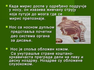    Када мирис доспе у одређено подручје
    у носу, он изазива живчану струју
    која путује до мозга где се
    мирис препознаје.

   Нос са носном дупљом
     представља почетни
     део система органа
     з а дисање.

    Нос је споља обложен кожом.
     Са унутрашље стране коштано-
    хркавичаста преграда дели на леву и
    десну ноздрву. Ноздрве су обложене
    слузокожом .
 