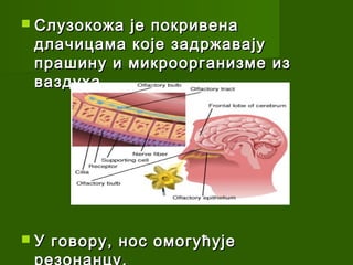  Слузокожаје покривена
 длачицама које задржавају
 прашину и микроорганизме из
 ваздуха.




У   говору, нос омогућује
 