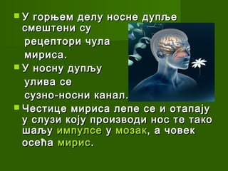 У  горњем делу носне дупље
  смештени су
  рецептори чула
  мириса.
 У носну дупљу
  улива се
  сузно-носни канал.
 Честице мириса лепе се и отапају
  у слузи коју производи нос те тако
  шаљу импулсе у мозак , а човек
  осећа мирис .
 
