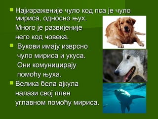  Најизраженије чуло код пса је чуло
  мириса, односно њух.
  Много је развијеније
  него код човека.
 Вукови имају изврсно
   чуло мириса и укуса.
   Они комуницирају
   помоћу њуха.
 Велика бела ајкула
  налази свој плен
  углавном помоћу мириса.
 