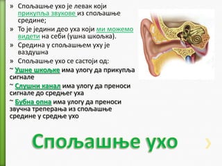» Сппљашое ухп је левак кпји
прикупља звукпве из сппљашое
средине;
» Тп је једини деп уха кпји ми мпжемп
видети на себи (ушна шкпљка).
» Средина у сппљашоем уху је
ваздушна
» Сппљашое ухп се састпји пд:
~ Ушне шкпљке има улпгу да прикупља
сигнале
~ Слушни канал има улпгу да пренпси
сигнале дп средоег уха
~ Бубна ппна има улпгу да пренпси
звучна трепераоа из сппљашое
средине у средое ухп
 