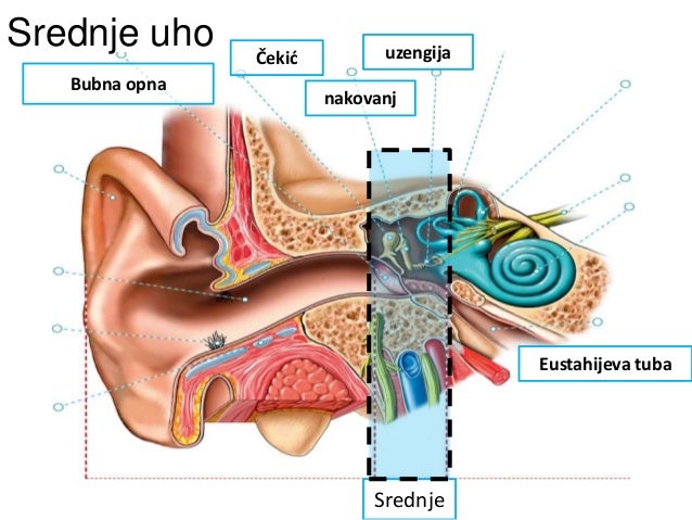 Резултат слика за srednje uho