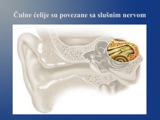 Čulne ćelije su povezane sa slušnim nervom
 