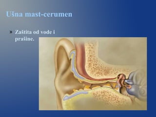 Ušna mast-cerumen
» Zaštita od vode i
prašine.
 