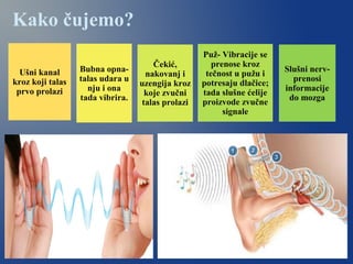 Ušni kanal
kroz koji talas
prvo prolazi
Bubna opna-
talas udara u
nju i ona
tada vibrira.
Čekić,
nakovanj i
uzengija kroz
koje zvučni
talas prolazi
Puž- Vibracije se
prenose kroz
tečnost u pužu i
potresaju dlačice;
tada slušne ćelije
proizvode zvučne
signale
Slušni nerv-
prenosi
informacije
do mozga
Kako čujemo?
 