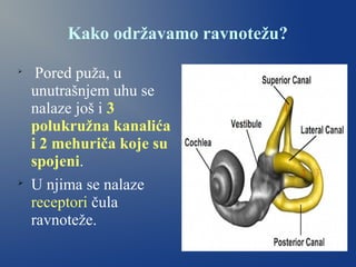 Kako održavamo ravnotežu?

Pored puža, u
unutrašnjem uhu se
nalaze još i 3
polukružna kanalića
i 2 mehuriča koje su
spojeni.

U njima se nalaze
receptori čula
ravnoteže.
 