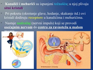 
Kanalići i mehurići su ispunjeni tečnošću; u njoj plivaju
sitni kristali.

Pri pokretu (okretanje glave, hodanje, skakanje itd.) ovi
kristali dodiruju receptore u kanalićima i mehurićima.

Nastaje nadražaj (nervni impuls) koji se provodi
osećajnim nervom do centra za ravnotežu u malom
mozgu.
 