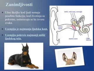 Zanimljivosti
» Ušne školjke kod ljudi nemaju
posebnu funkciju; kod životinja su
pokretne, usmeravaju se ka izvoru
zvuka.
» Uzengija je najmanja ljudska kost.
» Uzengija pokreće najmanji mišić
ljudskog tela.
 