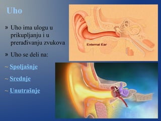 Uho
» Uho ima ulogu u
prikupljanju i u
prerađivanju zvukova
» Uho se deli na:
~ Spoljašnje
~ Srednje
~ Unutrašnje
 