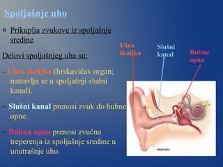 Spoljašnje uho
» Prikuplja zvukove iz spoljašnje
sredine
Delovi spoljašnjeg uha su:
~ Ušna školjka (hrskavičav organ;
nastavlja se u spoljašnji slušni
kanal).
~ Slušni kanal prenosi zvuk do bubne
opne.
~ Bubna opna prenosi zvučna
treperenja iz spoljašnje sredine u
unutrašnje uho.
Ušna
školjka
Slušni
kanal Bubna
opna
 