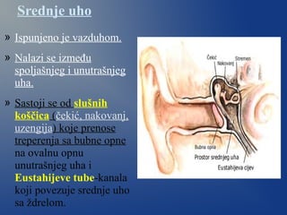 Srednje uho
» Ispunjeno je vazduhom.
» Nalazi se između
spoljašnjeg i unutrašnjeg
uha.
» Sastoji se od slušnih
koščica (čekić, nakovanj,
uzengija) koje prenose
treperenja sa bubne opne
na ovalnu opnu
unutrašnjeg uha i
Eustahijeve tube-kanala
koji povezuje srednje uho
sa ždrelom.
 