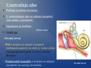 Unutrašnje uho
» Počinje ovalnim otvorom.
» U unutrašnjem uhu se nalaze receptori
čula sluha i ravnoteže.
» Ispunjeno je limfom.
» Grade ga
~Ovalni otvor
~ Puž u kojem se nalaze receptori
(nehanoreceptori) za sluh tj. čulne ćelije
~ Polukružni kanalići u kojima se nalaze
receptori za osećaj ravnoteže.
Bubna opna
Ovalni otvor
 