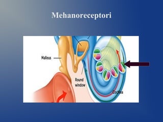 Mehanoreceptori
 