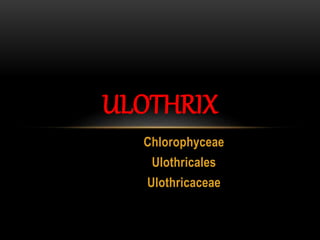 Chlorophyceae
Ulothricales
Ulothricaceae
ULOTHRIX
 