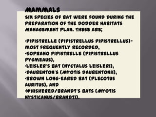 Mammals
Six species of bat were found during the
preparation of the Dodder Habitats
Management Plan. These are;
•Pipistrelle (Pipistrellus pipistrellus)-
most frequently recorded,
•Soprano pipistrelle (Pipistrellus
pygmeaus),
•Leisler’s bat (Nyctalus leisleri),
•Daubenton’s (Myotis daubentonii),
•Brown Long-eared bat (Plecotus
auritus), and
•Whiskered/Brandt’s bats (Myotis
nysticanus/brandti).
 