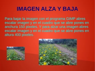IMAGEN ALZA Y BAJA
Para bajar la imagen con el programa GIMP abres
escalar imagen y en el cuadro que se abre pones en
anchura 150 pixeles. Y para alzar una imagen abres
escalar imagen y en el cuadro que se abre pones en
altura 400 pixeles.
 