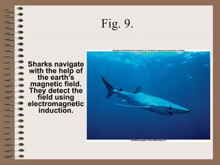 Fig. 9.
Sharks navigate
with the help of
the earth’s
magnetic field.
They detect the
field using
electromagnetic
induction.
 