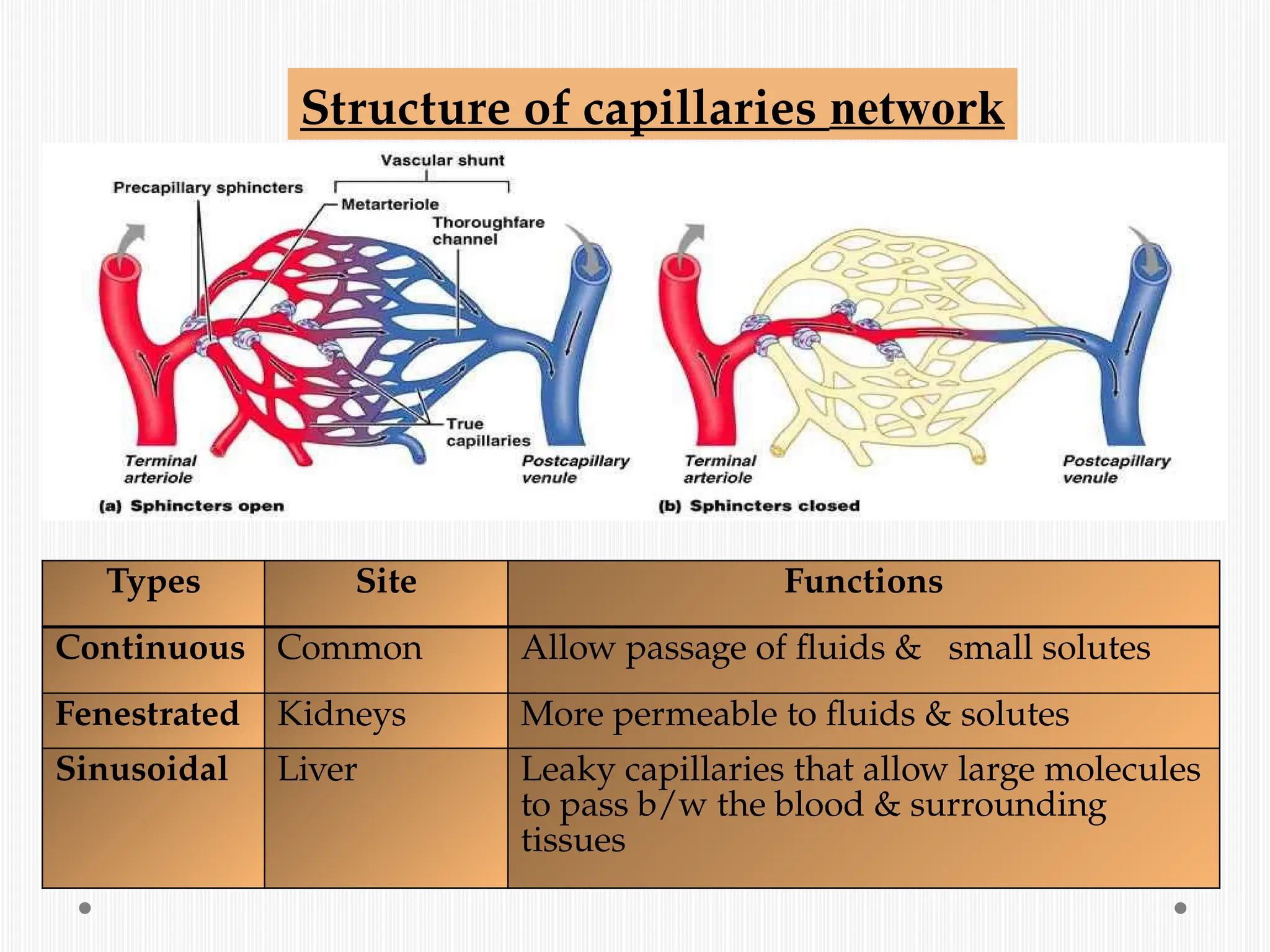 Structure of capillaries network
Types Site Functions
Continuous Common Allow passage of fluids & small solutes
Fenestrated Kidneys More permeable to fluids & solutes
Sinusoidal Liver Leaky capillaries that allow large molecules
to pass b/w the blood & surrounding
tissues
 