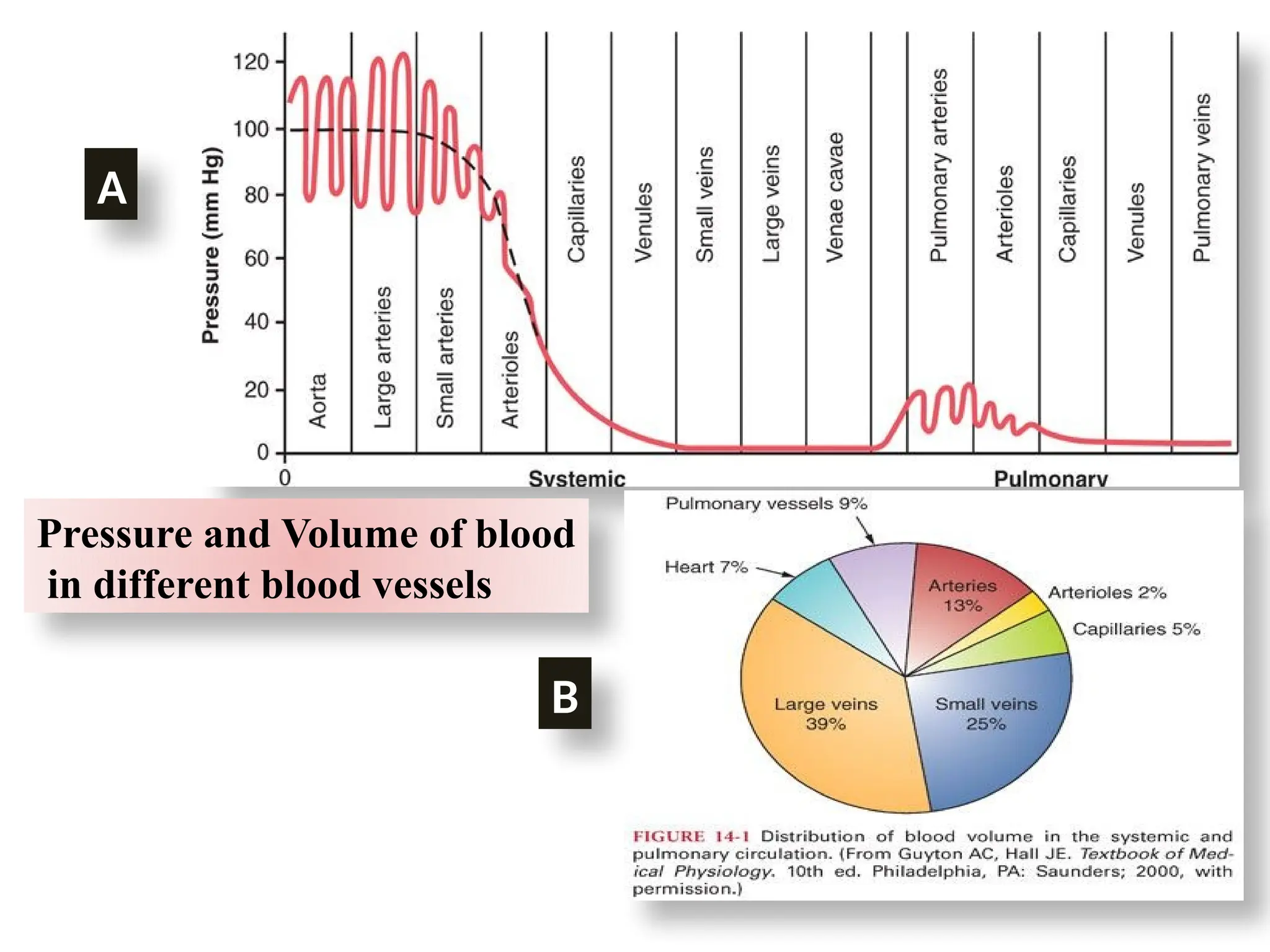 Pressure and Volume of blood
in different blood vessels
A
B
 