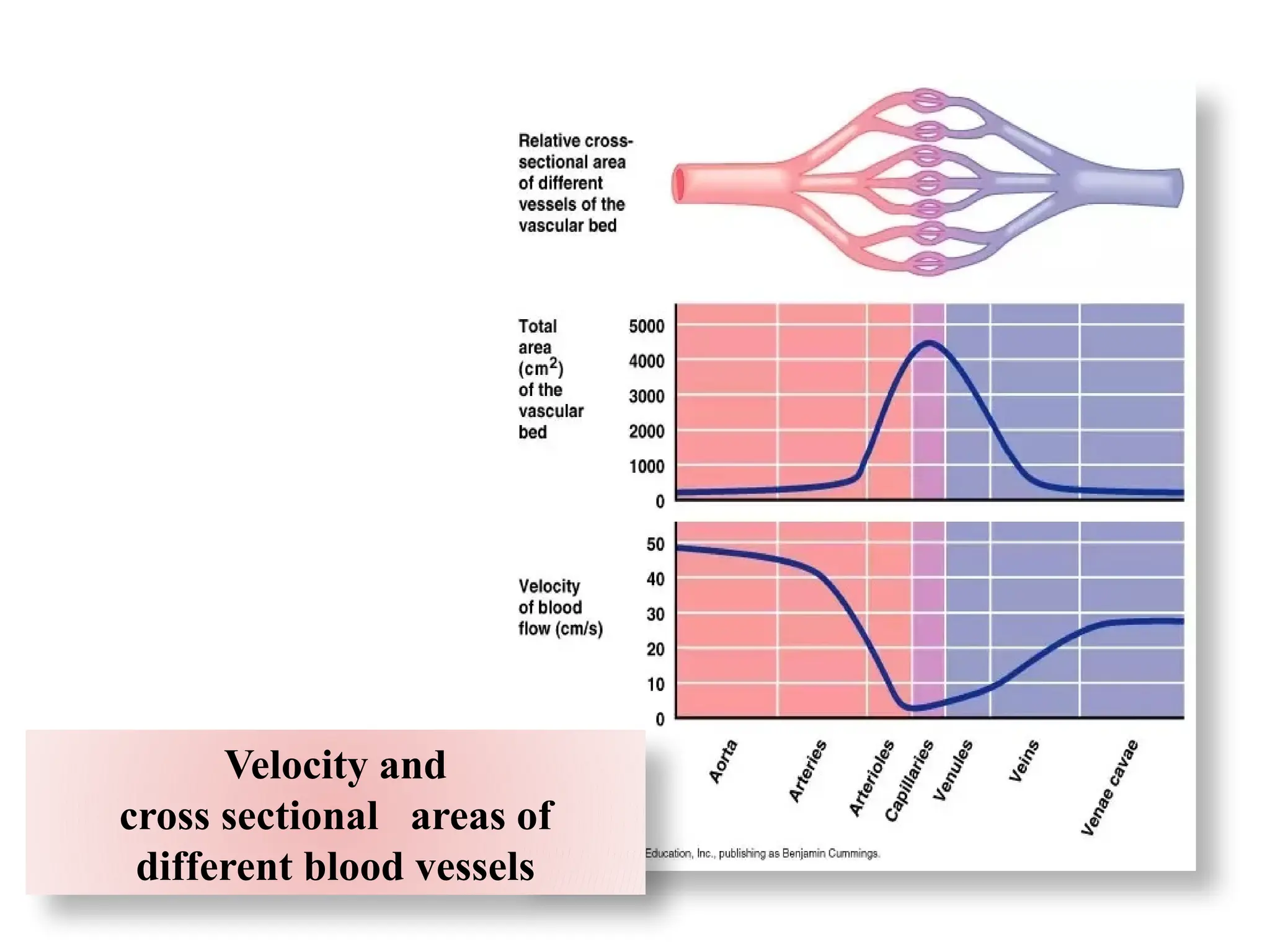Velocity and
cross sectional areas of
different blood vessels
 