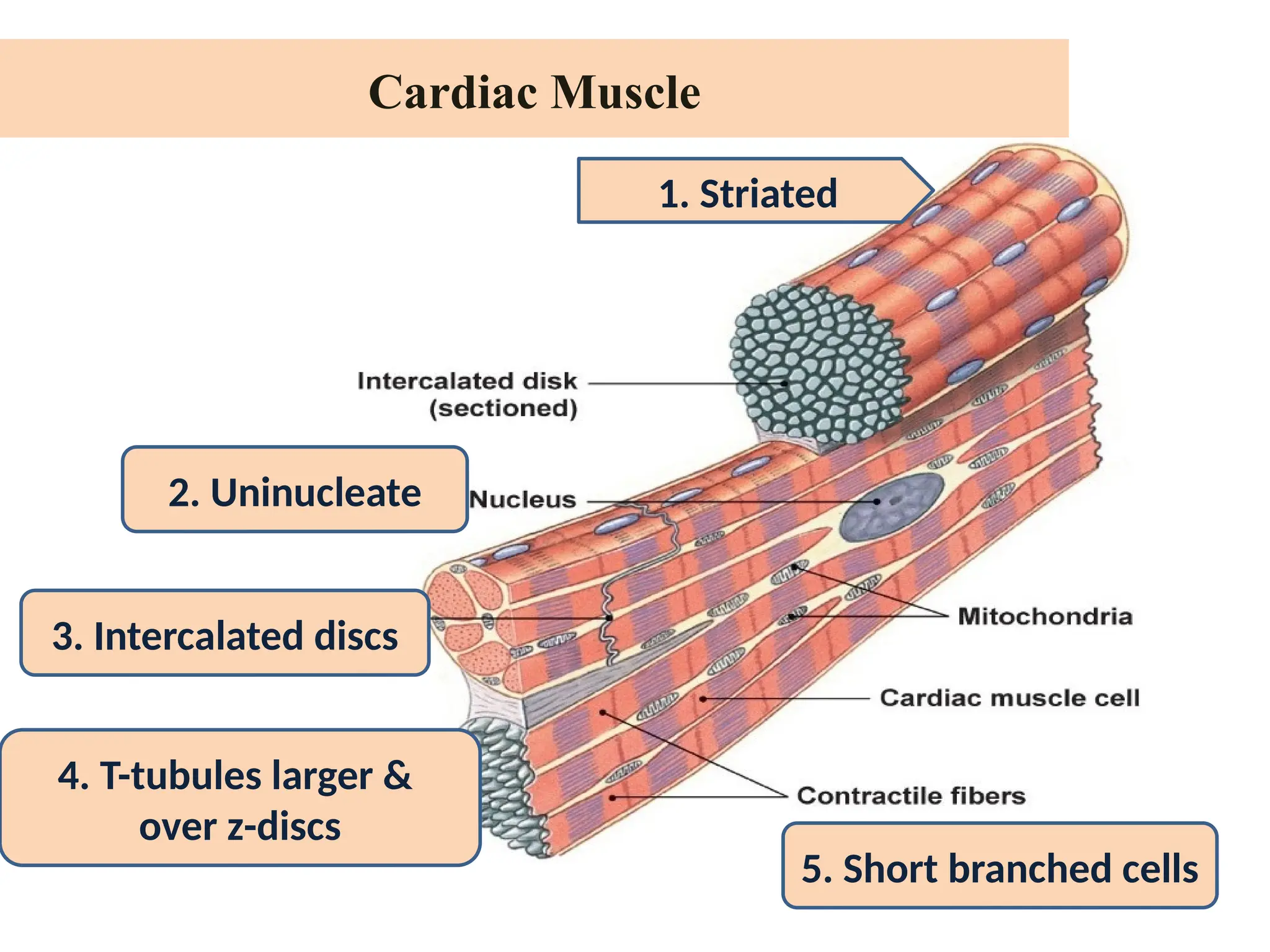 Cardiac Muscle
5. Short branched cells
4. T-tubules larger &
over z-discs
2. Uninucleate
3. Intercalated discs
1. Striated
 