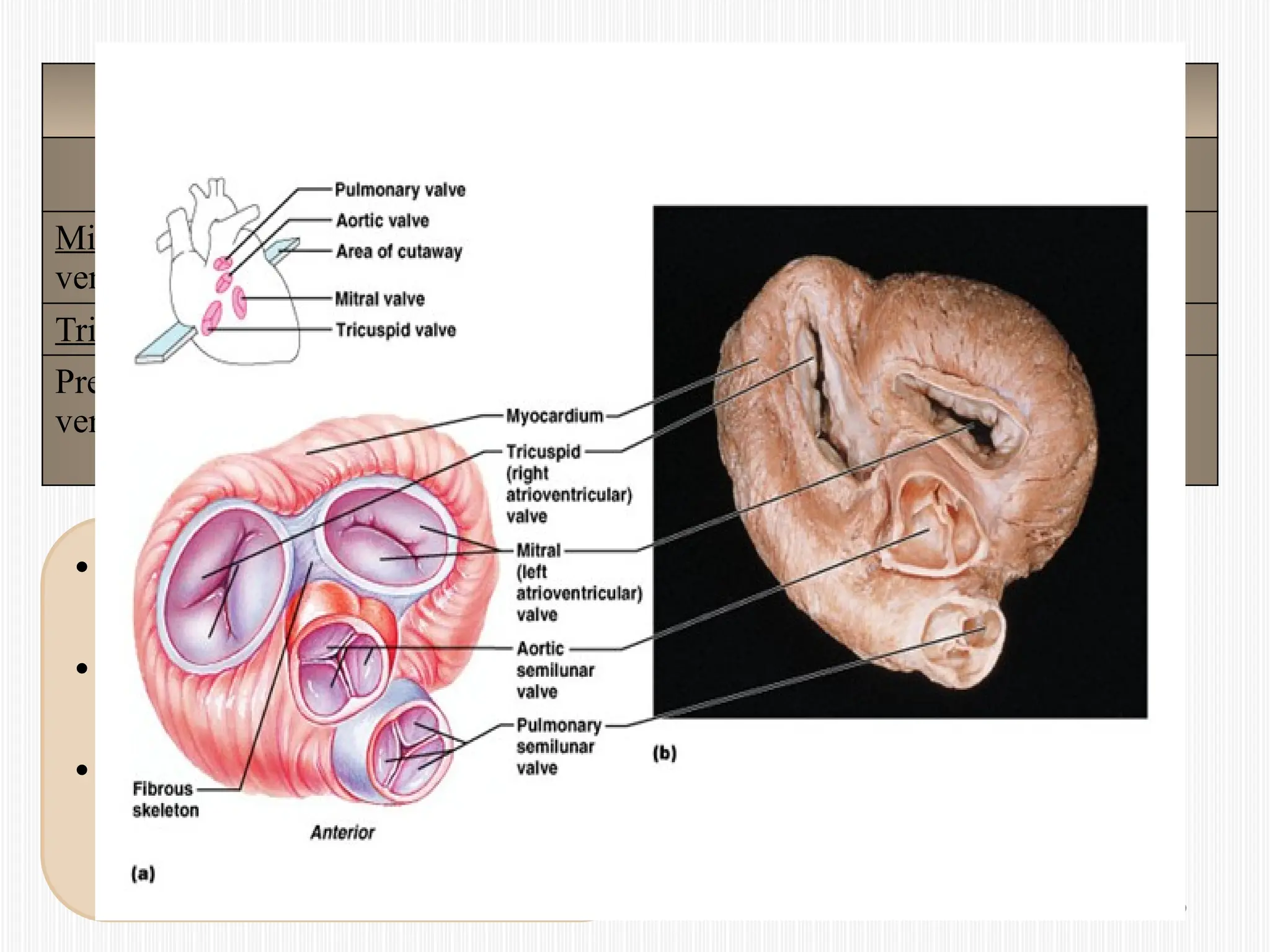 Cardiac Valves
Atrioventricular Valves Semilunar Valves
Mitral/Bicuspid: Left atrium & left
ventricle.
Lt Ventricles & aorta
Tricuspid: Rt atrium & Rt ventricle Rt Ventricles & pulmonary trunk
Prevent backflow to the atria from
ventricles during ventricular systole
Prevent backflow into ventricles from
gr vessels.
Adapted to withstand extra stress.
• Prolapse is prevented by the
chordae tendinae
• Tensioned by the papillary
muscles
• Applied: weakness of
papillary muscle lead to
regurgitation.
 