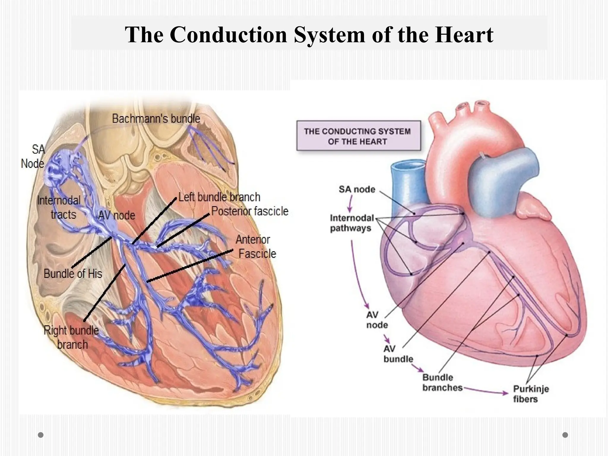 The Conduction System of the Heart
 