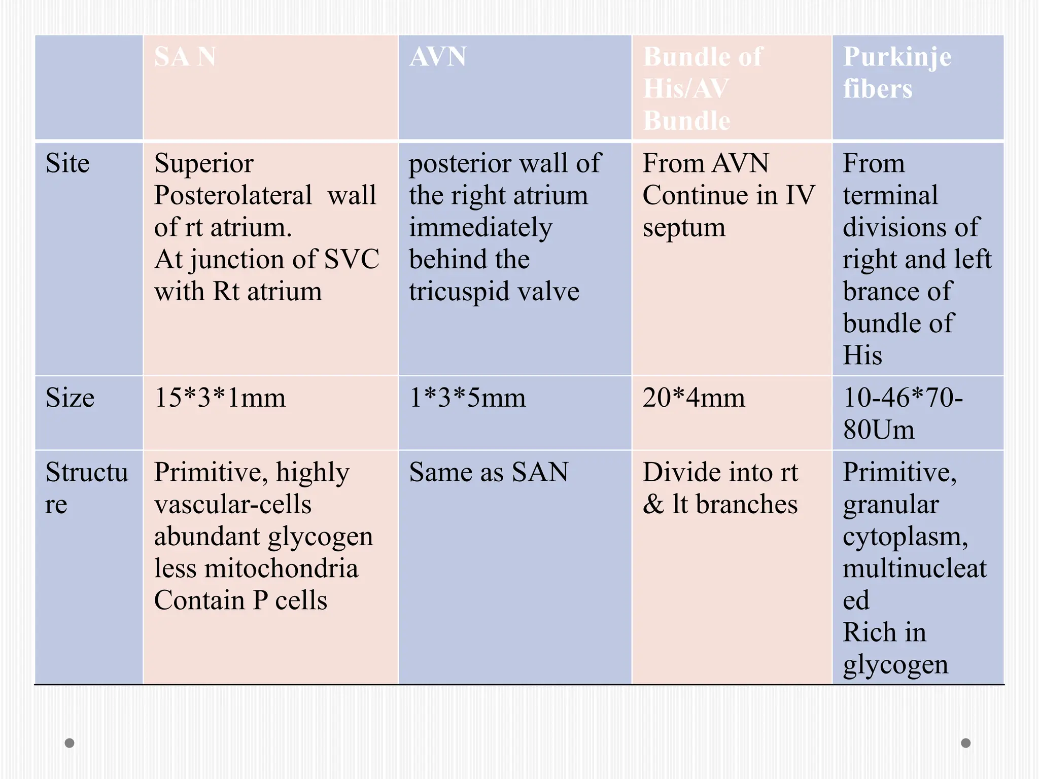 SA N AVN Bundle of
His/AV
Bundle
Purkinje
fibers
Site Superior
Posterolateral wall
of rt atrium.
At junction of SVC
with Rt atrium
posterior wall of
the right atrium
immediately
behind the
tricuspid valve
From AVN
Continue in IV
septum
From
terminal
divisions of
right and left
brance of
bundle of
His
Size 15*3*1mm 1*3*5mm 20*4mm 10-46*70-
80Um
Structu
re
Primitive, highly
vascular-cells
abundant glycogen
less mitochondria
Contain P cells
Same as SAN Divide into rt
& lt branches
Primitive,
granular
cytoplasm,
multinucleat
ed
Rich in
glycogen
 
