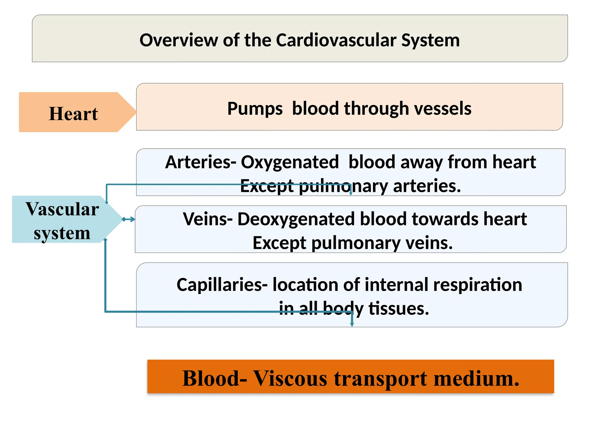 Veins- Deoxygenated blood towards heart
Except pulmonary veins.
Arteries- Oxygenated blood away from heart
Except pulmonary arteries.
Pumps blood through vessels
Capillaries- location of internal respiration
in all body tissues.
Blood- Viscous transport medium.
Heart
Vascular
system
Overview of the Cardiovascular System
 