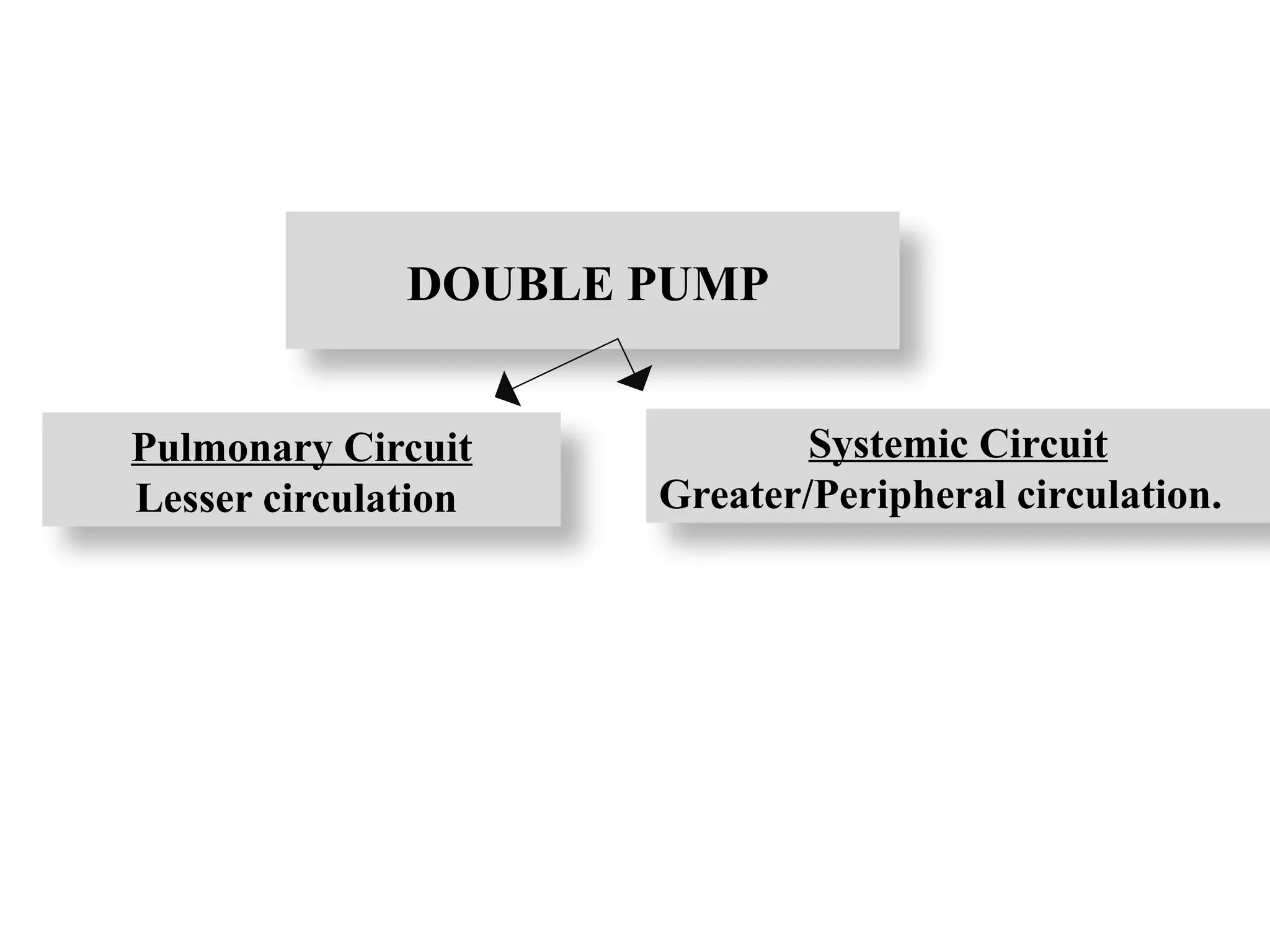 Pulmonary Circuit
Lesser circulation
Systemic Circuit
Greater/Peripheral circulation.
DOUBLE PUMP
 