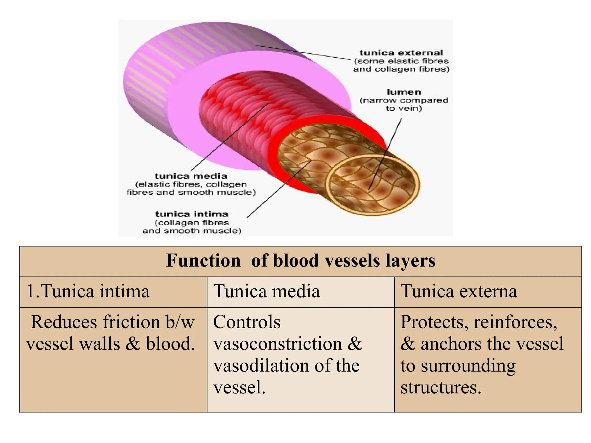 Function of blood vessels layers
1.Tunica intima Tunica media Tunica externa
Reduces friction b/w
vessel walls & blood.
Controls
vasoconstriction &
vasodilation of the
vessel.
Protects, reinforces,
& anchors the vessel
to surrounding
structures.
 