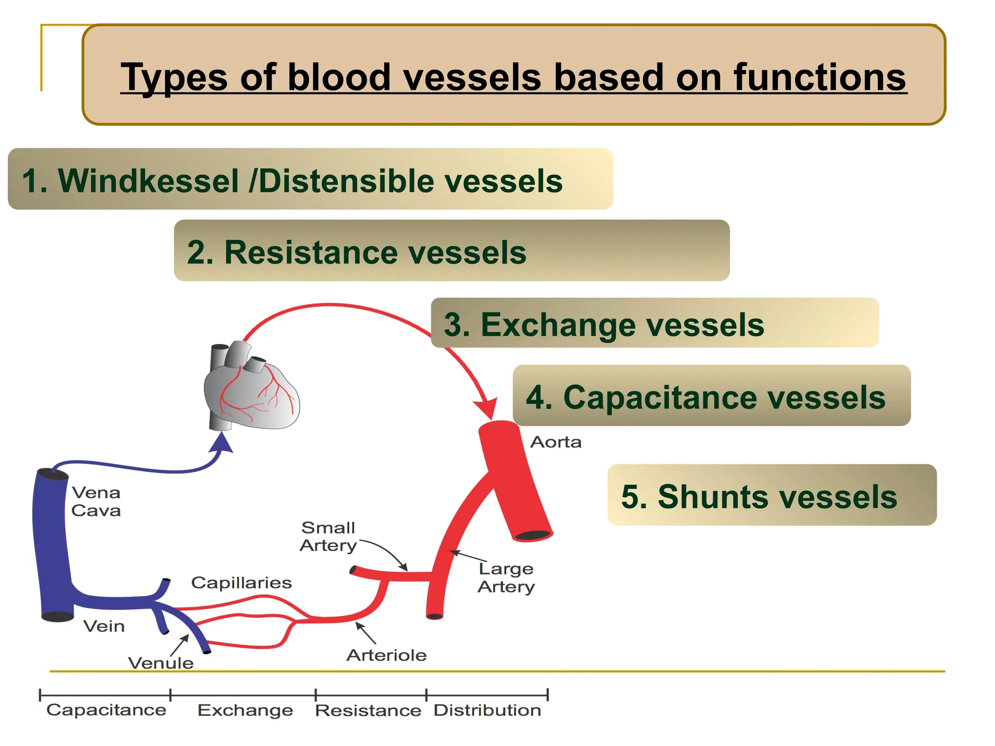Types of blood vessels based on functions
1. Windkessel /Distensible vessels
3. Exchange vessels
4. Capacitance vessels
2. Resistance vessels
5. Shunts vessels
 