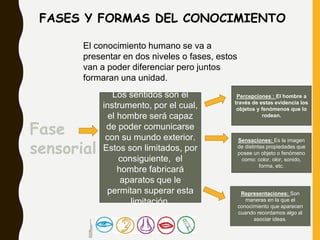 FASES Y FORMAS DEL CONOCIMIENTO
El conocimiento humano se va a
presentar en dos niveles o fases, estos
van a poder diferenciar pero juntos
formaran una unidad.
Fase
sensorial
Los sentidos son el
instrumento, por el cual,
el hombre será capaz
de poder comunicarse
con su mundo exterior.
Estos son limitados, por
consiguiente, el
hombre fabricará
aparatos que le
permitan superar esta
limitación.
Percepciones : El hombre a
través de estas evidencia los
objetos y fenómenos que lo
rodean.
Representaciones: Son
maneras en la que el
conocimiento que aparecen
cuando recordamos algo al
asociar ideas.
Sensaciones: Es la imagen
de distintas propiedades que
posee un objeto o fenómeno
como: color, olor, sonido,
forma, etc.
Fuentedeimagen:
ttp://eduparvulariafd.blogspot.pe/2014/12/c
onociendo-los-5-sentidos.html
 