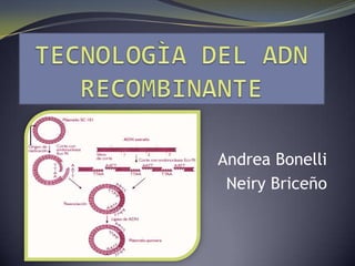 Andrea Bonelli
 Neiry Briceño
 