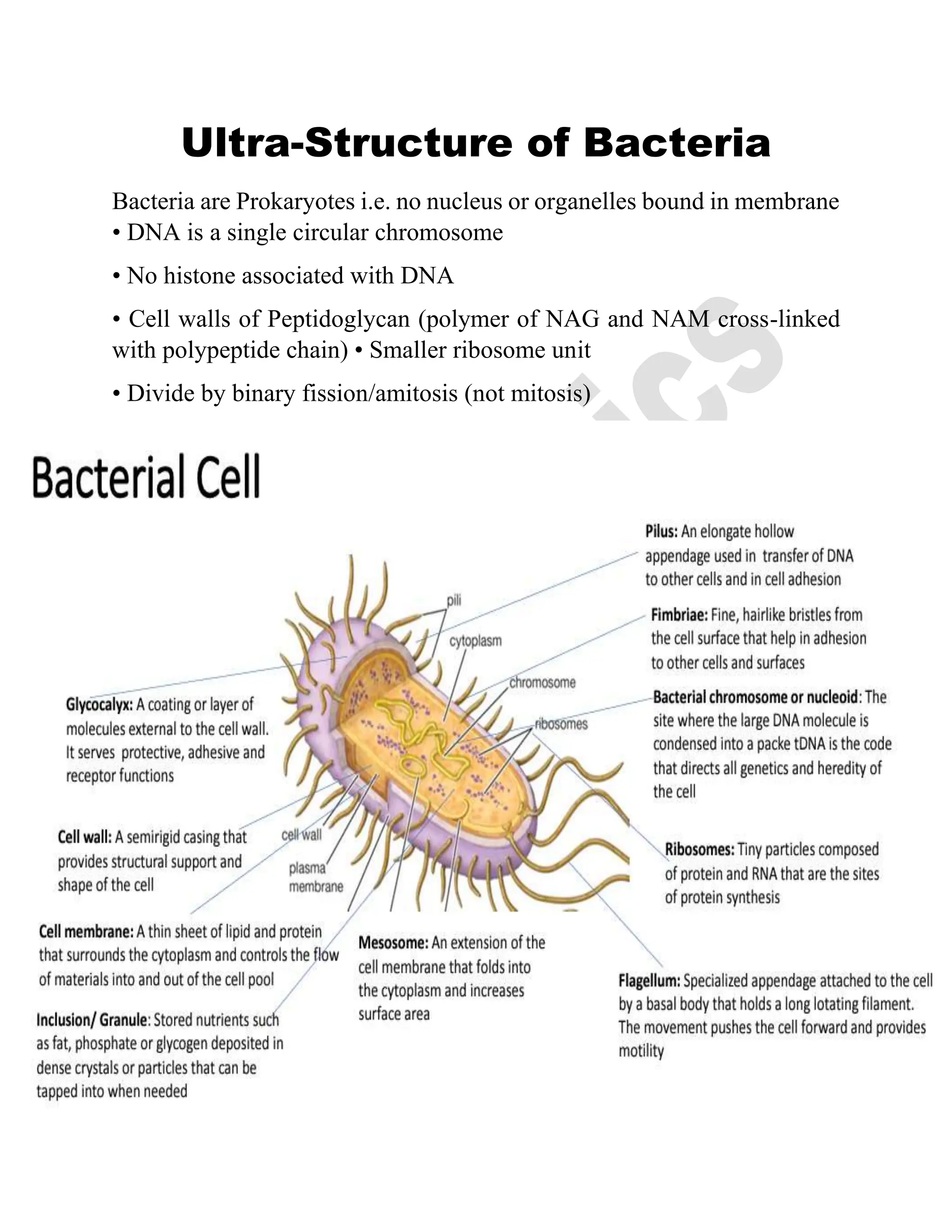 Ultrastructure Of A Bacterial Cell Ultra-Structure of Bacteria Cell, Wall, Structure & Functions | PDF
