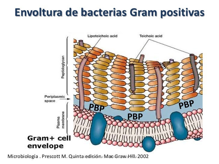 Ultraestructura bacteriana