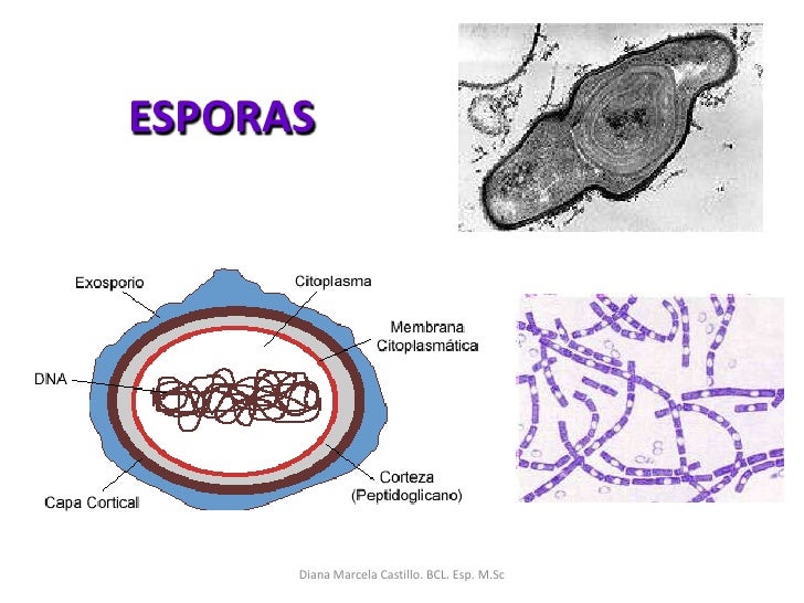 Ultraestructura bacteriana