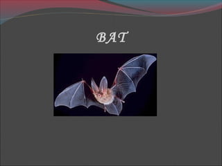 BAT

 
